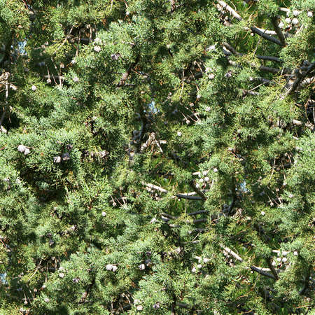 杉の木のシームレス テクスチャ タイル の写真素材 画像素材 Image 杉の木のシームレス テクスチャ タイル の写真素材 画像素材 Image