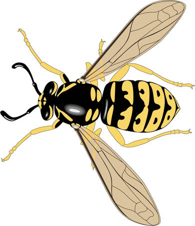 Wasp clip art preview