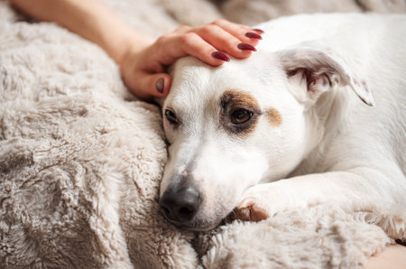 擬人化犬の肖像画。grayhound の頭を持つ女性の体の写真素材