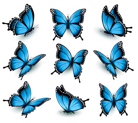 butterfly: Đặt bướm xanh tuyệt đẹp. Hình minh hoạ