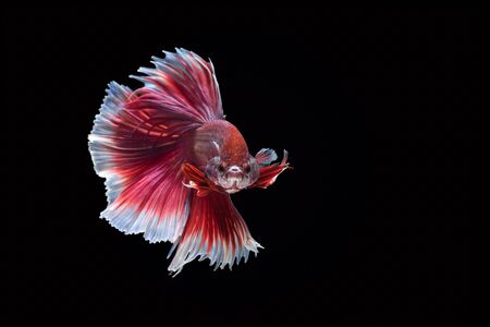 シャムの戦いの魚 Ruby 白 黒の背景にベタの魚 の写真素材 画像素材 Image