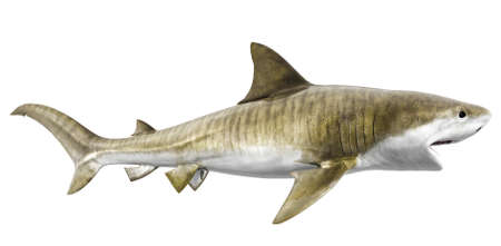 tiger shark isolated on a white background Фото со стока