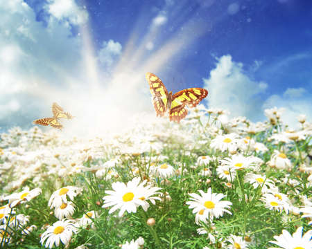 Sun flower: Grünes Feld mit Kamillenblüten und Schmetterlinge