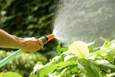 female hand watering the plants with a sprayng hosepipe