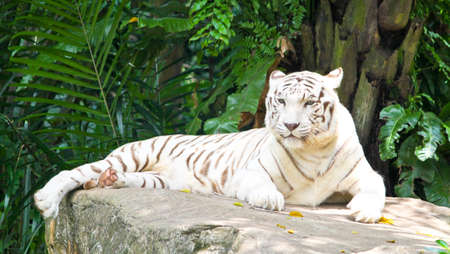 White tiger resting majesticaly on the rocks