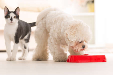 Little dog maltese and black and white cat eating food from a bowl in home