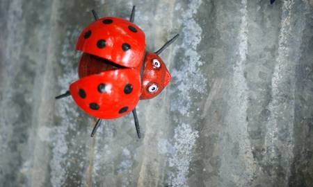 てんとう虫 てんとう虫 グッズ の写真素材 画像素材 Image てんとう虫 てんとう虫 グッズ の写真素材 画像素材 Image