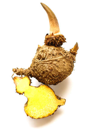 elephant yam stanley s water tub konjac stock photo picture and