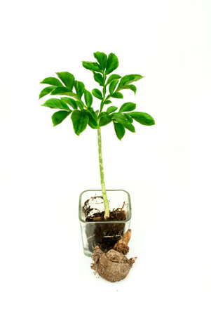 konjac fruit stock photos royalty free konjac fruit images