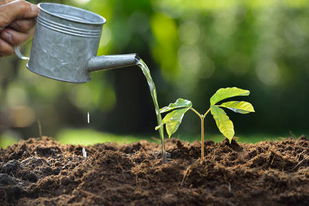Young plant watered from a watering can Фото со стока