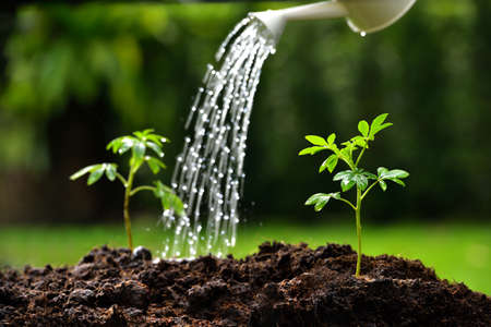 Sprouts watered from a watering can focus on right plant