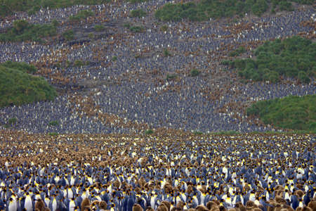 King penguins in South Georgia Antarctica Stock Photo
