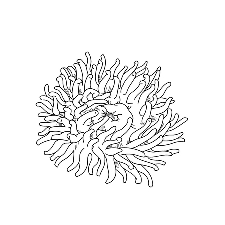 イソギンチャク手描きスケッチ イラスト デザイン の写真素材 画像素材 Image イソギンチャク手描きスケッチ イラスト デザイン の写真素材 画像素材 Image
