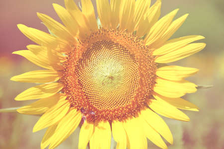Sun flower: sun flower on sun flower field.,Sun Flower.