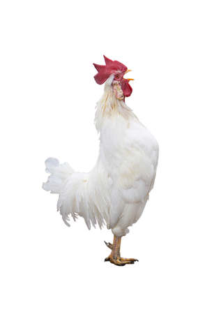funny screaming white rooster isolated on a white background stock