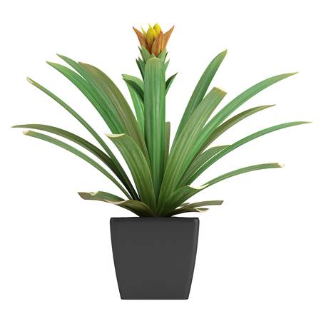 開花 マルチカラー パイナップル工場白で隔離され 装飾的な室内用植物としてコンテナーの鉢植え の写真素材 画像素材 Image 開花 マルチカラー パイナップル工場白で隔離され 装飾的な室内用植物としてコンテナーの鉢植え の写真素材 画像素材 Image