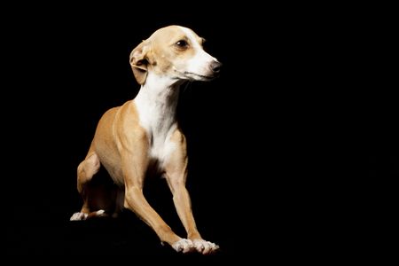 italiaanse windhond geïsoleerd op zwarte achtergrond. royalty-vrije