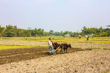 Jabalpur Indien 28 November 2015 Eine Landliche Indische Bauer Pflugt Sein Feld Ein Traditionelles Holzpflug Und Ochsengespann Mit Lizenzfreie Fotos Bilder Und Stock Fotografie Image 57704386