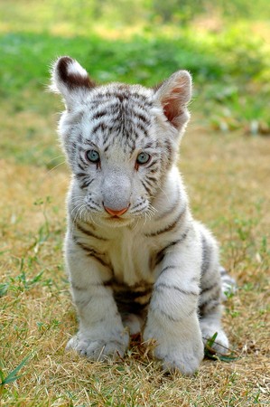 Baby white tiger in chiang mai night safari thailand