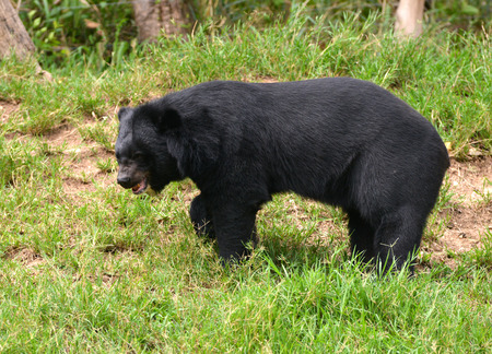 Jeune Ours Noir Fonce Isole Sur Fond Blanc Banque D Images Et Photos Libres De Droits Image