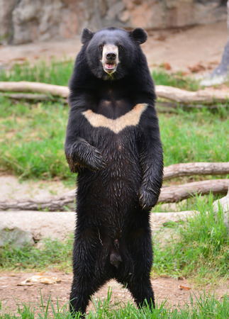 Jeune Ours Noir Fonce Isole Sur Fond Blanc Banque D Images Et Photos Libres De Droits Image