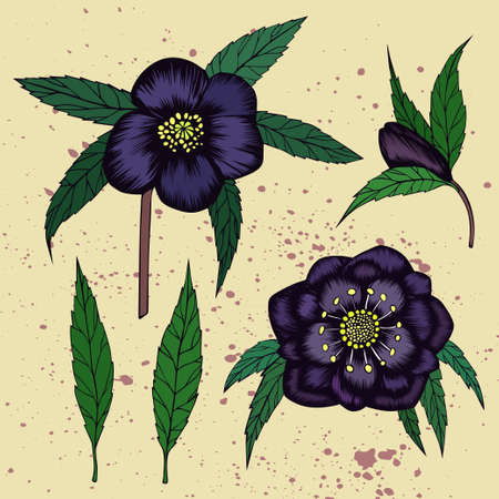 136 Helleborus Vektorgrafiken Cliparts Und Illustrationen Kaufen 123rf
