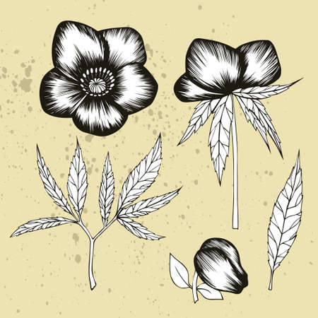 136 Helleborus Vektorgrafiken Cliparts Und Illustrationen Kaufen 123rf