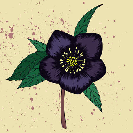 Handgezeichnete Schwarze Nieswurzblume Lizenzfrei Nutzbare Vektorgrafiken Clip Arts Illustrationen Image 134202167