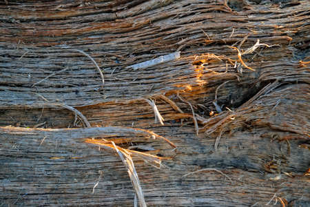 Texture of old rotten log close up with uneven surface natural background for design.