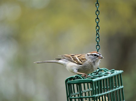 A single chipping sparrow (Spizella passerine) perching on suet feeder enjoy eating and relaxing on the soft focus garden background, Spring in GA USA.