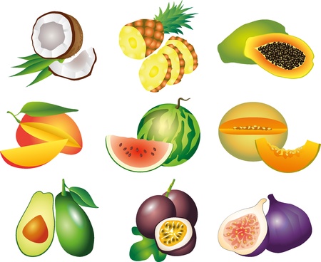 papaya: trái cây kỳ lạ hình ảnh trung thực tập minh họa Hình minh hoạ