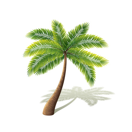 coconut: Cây cọ bị cô lập về hình ảnh thực tế trắng minh hoạ vector