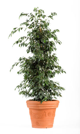 暗いグリーン フィカス Benjamina ダニエル観葉植物光ブラウン ポット分離白背景の上を閉じます の写真素材 画像素材 Image