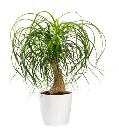 Beaucarnea recurvata or nolina recurvata plant, otherwise called the ponytail palm, potted in a large white tub isolated on white