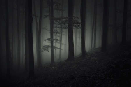 夜深く暗い怖い森 の写真素材 画像素材 Image 夜深く暗い怖い森 の写真素材 画像素材 Image