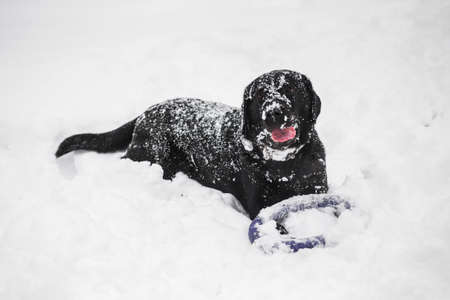 冷ややかな冬の日に白い新鮮な雪の中で楽しく屋外で遊ぶかわいい面白い黒いラブラドール犬 雪の木に登る犬 水平色の写真 の写真素材 画像素材 Image