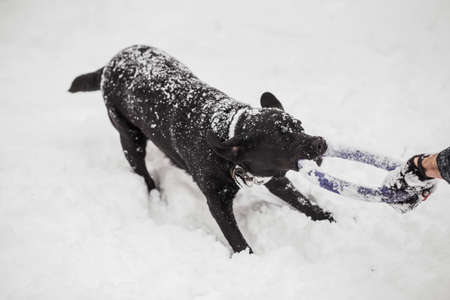 冷ややかな冬の日に白い新鮮な雪の中で楽しく屋外で遊ぶかわいい面白い黒いラブラドール犬 雪の木に登る犬 水平色の写真 の写真素材 画像素材 Image