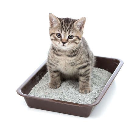 Kitten or little cat in toilet tray box with litter Stock Photo