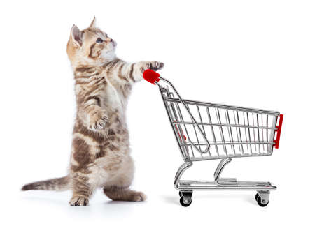 funny cat with shopping cart side view stock photo picture and