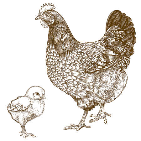 vector illustration of engraving chicken and chick on white background Vector Illustration