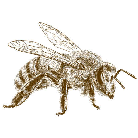 bee: гравировка античный иллюстрация медоносной пчелы, изолированных на белом фоне Иллюстрация