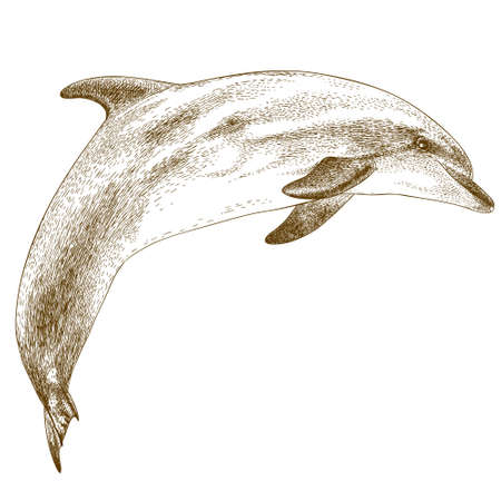 Vector antique engraving illustration of dolphin isolated on white background - 70734271