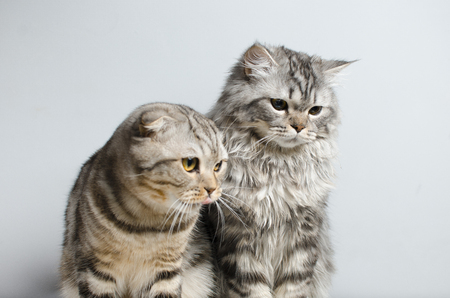 The Scottish Fold and Scottish pristine cat sit cute on a white insulator. Place for the text. Фото со стока