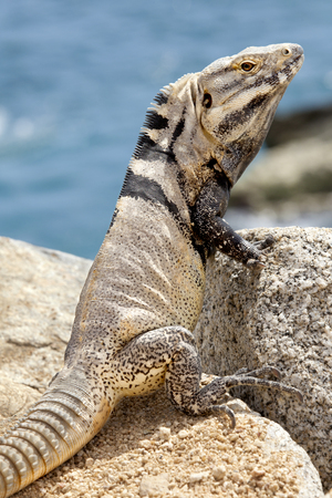 the iguana tree summary Summary in the caribbean this activity supports the film the origin of species: lizards in an evolutionary tree students are asked to formulate a hypothesis. the iguana tree summary Summary in the caribbean this activity supports the film the origin of species: lizards in an evolutionary tree students are asked to formulate a hypothesis.