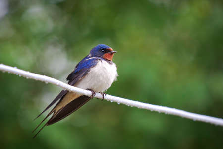 Grote pik zwaluwen