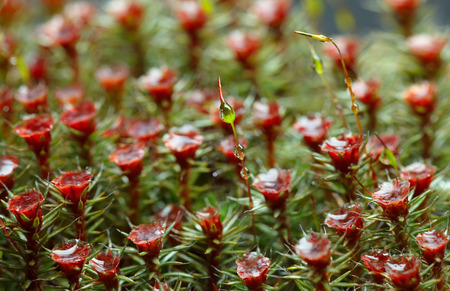 雨で Haircap 苔 スギゴケ属コミューン 瀬田のマクロ低下の花赤い胞子体背景 の写真素材 画像素材 Image