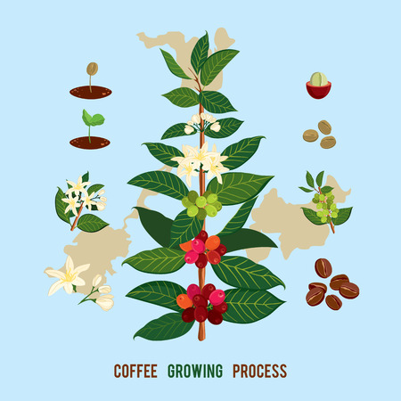 コーヒー植物と木の美しい カラフルな植物イラスト コーヒーの木 花およびフルーツの詳細を表示します ベクトル イラスト コーヒー アラビカ のイラスト素材 ベクタ Image