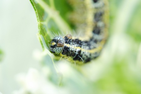 キャベツに黒い斑点と青虫 の写真素材 画像素材 Image