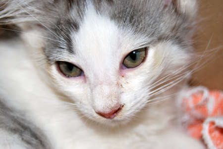 Porträt Einer Weißen Katze Mit Schwarzen Flecken Böse