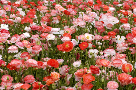 ポピーや野生のバラは 毎年 隔年または寿命の短い多年草草本です ケシは花では 4 フィート以上をすることができます全体の 6 インチまで の写真素材 画像素材 Image